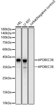 Western Blot: APOBEC3B Antibody (1M8K2) [NBP3-33406] - Western blot analysis of various lysates, using APOBEC3B Rabbit mAb at 1:1000 dilution.Secondary antibody: HRP-conjugated Goat anti-Rabbit IgG (H+L) at 1:10000 dilution.Lysates/proteins: 25ug per lane.Blocking buffer: 3% nonfat dry milk in TBST.Detection: ECL Basic Kit.Exposure time: 60s.