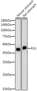 Western Blot: Filaggrin Antibody (6Y7R4) [NBP3-33407] - Western blot analysis of various lysates, using Filaggrin Rabbit mAb at 1:2000 dilution.Secondary antibody: HRP-conjugated Goat anti-Rabbit IgG (H+L) at 1:10000 dilution.Lysates/proteins: 25ug per lane.Blocking buffer: 3% nonfat dry milk in TBST.Detection: ECL Basic Kit.Exposure time: 1s.