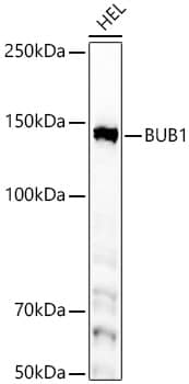 Western Blot: Bub1 Antibody (6U8G10) [NBP3-33408] - Western blot analysis of lysates from HEL cells, using [KD Validated] Bub1 Rabbit mAb at 1:1000 dilution.Secondary antibody: HRP-conjugated Goat anti-Rabbit IgG (H+L) at 1:10000 dilution.Lysates/proteins: 25ug per lane.Blocking buffer: 3% nonfat dry milk in TBST.Detection: ECL Basic Kit.Exposure time: 60s.