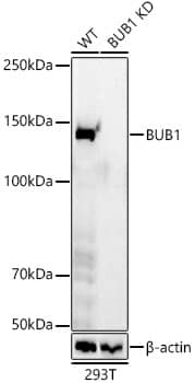 <b>Genetic Strategies Validation. </b>Western Blot: Bub1 Antibody (6U8G10) [NBP3-33408] - Western blot analysis of lysates from wild type(WT) and Bub1 knockdown (KD) 293T cells, using [KD Validated] Bub1 Rabbit mAb at 1:1000 dilution.Secondary antibody: HRP Goat Anti-Rabbit IgG (H+L) at 1:10000 dilution.Lysates/proteins: 25ug per lane.Blocking buffer: 3% nonfat dry milk in TBST.Detection: ECL Basic Kit.Exposure time: 60s.