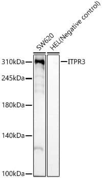 Western Blot: IP3R3 Antibody (9D3H2) [NBP3-33409] - Western blot analysis of various lysates, using IP3R3 Rabbit mAb at 1:5000 dilution.Secondary antibody: HRP-conjugated Goat anti-Rabbit IgG (H+L) at 1:10000 dilution.Lysates/proteins: 25ug per lane.Blocking buffer: 3% nonfat dry milk in TBST.Detection: ECL Basic Kit.Exposure time: 60s.