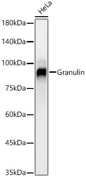 Western Blot: Granulin Antibody (4R8W1) [NBP3-33412] - Western blot analysis of lysates from HeLa cells, using Granulin Rabbit mAb at 1:2000 dilution.Secondary antibody: HRP-conjugated Goat anti-Rabbit IgG (H+L) at 1:10000 dilution.Lysates/proteins: 25ug per lane.Blocking buffer: 3% nonfat dry milk in TBST.Detection: ECL Basic Kit.Exposure time: 60s.