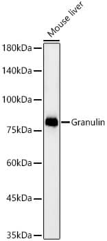 Western Blot: Granulin Antibody (4R8W1) [NBP3-33412] - Western blot analysis of lysates from Mouse liver, using Granulin Rabbit mAb at 1:2000 dilution.Secondary antibody: HRP-conjugated Goat anti-Rabbit IgG (H+L) at 1:10000 dilution.Lysates/proteins: 25ug per lane.Blocking buffer: 3% nonfat dry milk in TBST.Detection: ECL Basic Kit.Exposure time: 180s.