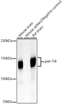 Western Blot: Trk (pan) Antibody (3D4C1) [NBP3-33414] - Western blot analysis of various lysates, using Trk (pan) Rabbit mAb at 1:1000 dilution.Secondary antibody: HRP-conjugated Goat anti-Rabbit IgG (H+L) at 1:10000 dilution.Lysates/proteins: 25ug per lane.Blocking buffer: 3% nonfat dry milk in TBST.Detection: ECL Basic Kit.Exposure time: 30s.