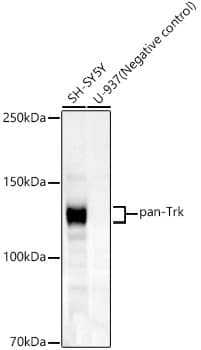 Western Blot: Trk (pan) Antibody (3D4C1) [NBP3-33414] - Western blot analysis of various lysates, using Trk (pan) Rabbit mAb at 1:1000 dilution.Secondary antibody: HRP-conjugated Goat anti-Rabbit IgG (H+L) at 1:10000 dilution.Lysates/proteins: 25ug per lane.Blocking buffer: 3% nonfat dry milk in TBST.Detection: ECL Basic Kit.Exposure time: 30s.