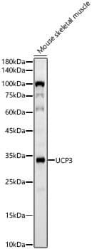 Western Blot: UCP3 Antibody (10I0J9) [NBP3-33419] - Western blot analysis of lysates from Mouse skeletal muscle, using UCP3 Rabbit mAb at 1:1000 dilution.Secondary antibody: HRP-conjugated Goat anti-Rabbit IgG (H+L) at 1:10000 dilution.Lysates/proteins: 25ug per lane.Blocking buffer: 3% nonfat dry milk in TBST.Detection: ECL Basic Kit.Exposure time: 45s.