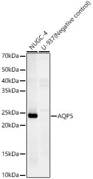 Western Blot: Aquaporin-5 Antibody (10V2Y1) [NBP3-33420] - Western blot analysis of various lysates, using Aquaporin-5 Rabbit mAb at 1:2000 dilution.Secondary antibody: HRP-conjugated Goat anti-Rabbit IgG (H+L) at 1:10000 dilution.Lysates/proteins: 25ug per lane.Blocking buffer: 3% nonfat dry milk in TBST.Detection: ECL Basic Kit.Exposure time: 180s.