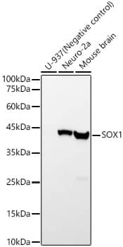 Western Blot: SOX1 Antibody (0H4C1) [NBP3-33424] - Western blot analysis of various lysates, using SOX1 Rabbit mAb at 1:2000 dilution.Secondary antibody: HRP-conjugated Goat anti-Rabbit IgG (H+L) at 1:10000 dilution.Lysates/proteins: 25ug per lane.Blocking buffer: 3% nonfat dry milk in TBST.Detection: ECL Basic Kit.Exposure time: 10s.