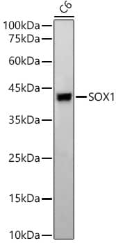 Western Blot: SOX1 Antibody (0H4C1) [NBP3-33424] - Western blot analysis of lysates from C6 cells, using SOX1 Rabbit mAb at 1:2000 dilution.Secondary antibody: HRP-conjugated Goat anti-Rabbit IgG (H+L) at 1:10000 dilution.Lysates/proteins: 25ug per lane.Blocking buffer: 3% nonfat dry milk in TBST.Detection: ECL Basic Kit.Exposure time: 180s.