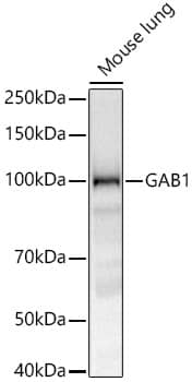 Western Blot: GAB1 Antibody (5C5Q1) [NBP3-33428] - Western blot analysis of lysates from Mouse lung, using GAB1 Rabbit mAb at 1:1000 dilution.Secondary antibody: HRP-conjugated Goat anti-Rabbit IgG (H+L) at 1:10000 dilution.Lysates/proteins: 25ug per lane.Blocking buffer: 3% nonfat dry milk in TBST.Detection: ECL Basic Kit.Exposure time: 30s.