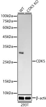 <b>Genetic Strategies Validation. </b>Western Blot: Cdk5 Antibody (6O8F8) [NBP3-33430] - Western blot analysis of lysates from wild type(WT) and Cdk5 knockout (KO) 293T cells, using [KO Validated] Cdk5 Rabbit mAb at1:2000 dilution.Secondary antibody: HRP Goat Anti-Rabbit IgG (H+L) at 1:10000 dilution.Lysates/proteins: 25ug per lane.Blocking buffer: 3% nonfat dry milk in TBST.Detection: ECL Basic Kit.Exposure time: 180s.