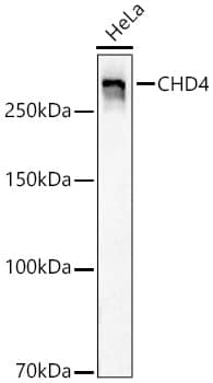 Western Blot: CHD4 Antibody (0M3R5) [NBP3-33432] - Western blot analysis of lysates from HeLa cells using CHD4 Rabbit mAb at 1:20000 dilution incubated overnight at 4C.Secondary antibody: HRP-conjugated Goat anti-Rabbit IgG (H+L) at 1:10000 dilution.Lysates/proteins: 25 ug per lane.Blocking buffer: 3% nonfat dry milk in TBST.Detection: ECL Basic Kit.Exposure time: 1s.