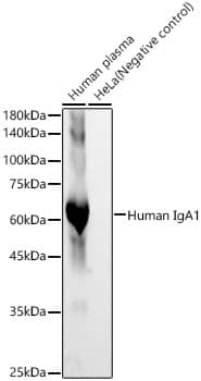 Western Blot: IgA1 Antibody (6N7H1) [NBP3-33434] - Western blot analysis of various lysates, using IgA1 Rabbit mAb at 1:1000 dilution.Secondary antibody: HRP-conjugated Goat anti-Rabbit IgG (H+L) at 1:10000 dilution.Lysates/proteins: 25ug per lane.Blocking buffer: 3% nonfat dry milk in TBST.Detection: ECL Basic Kit.Exposure time: 30s.
