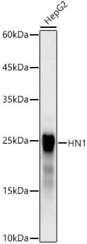 Western Blot: HN1 Antibody (6A3P6) [NBP3-33436] - Western blot analysis of lysates from HepG2 cells, using HN1 Rabbit mAb at 1:500 dilution.Secondary antibody: HRP-conjugated Goat anti-Rabbit IgG (H+L) at 1:10000 dilution.Lysates/proteins: 25ug per lane.Blocking buffer: 3% nonfat dry milk in TBST.Detection: ECL Basic Kit.Exposure time: 30s.