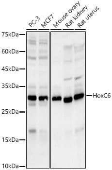 Western Blot: HOXC6 Antibody (8H7N8) [NBP3-33439] - Western blot analysis of various lysates, using HOXC6 Rabbit mAb at 1:800 dilution.Secondary antibody: HRP-conjugated Goat anti-Rabbit IgG (H+L) at 1:10000 dilution.Lysates/proteins: 25ug per lane.Blocking buffer: 3% nonfat dry milk in TBST.Detection: ECL Basic Kit.Exposure time: 30s.