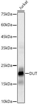 Western Blot: dUTPase Antibody (6B7N2) [NBP3-33441] - Western blot analysis of lysates from Jurkat cells, using dUTPase Rabbit mAb at 1:800 dilution.Secondary antibody: HRP-conjugated Goat anti-Rabbit IgG (H+L) at 1:10000 dilution.Lysates/proteins: 25ug per lane.Blocking buffer: 3% nonfat dry milk in TBST.Detection: ECL Basic Kit.Exposure time: 1s.