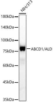 Western Blot: ABCD1 Antibody (9R4O8) [NBP3-33443] - Western blot analysis of lysates from NIH/3T3 cells, using ABCD1 Rabbit mAb at 1:1000 dilution.Secondary antibody: HRP-conjugated Goat anti-Rabbit IgG (H+L) at 1:10000 dilution.Lysates/proteins: 25ug per lane.Blocking buffer: 3% nonfat dry milk in TBST.Detection: ECL Basic Kit.Exposure time: 60s.