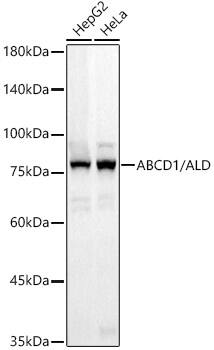 Western Blot: ABCD1 Antibody (9R4O8) [NBP3-33443] - Western blot analysis of various lysates, using ABCD1 Rabbit mAb at 1:1000 dilution.Secondary antibody: HRP-conjugated Goat anti-Rabbit IgG (H+L) at 1:10000 dilution.Lysates/proteins: 25ug per lane.Blocking buffer: 3% nonfat dry milk in TBST.Detection: ECL Basic Kit.Exposure time: 20s.