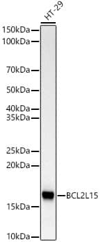 Western Blot: BCL2L15 Antibody (4S4O7) [NBP3-33444] - Western blot analysis of lysates from HT-29 cells, using BCL2L15 Rabbit mAb at 1:1000 dilution.Secondary antibody: HRP-conjugated Goat anti-Rabbit IgG (H+L) at 1:10000 dilution.Lysates/proteins: 25ug per lane.Blocking buffer: 3% nonfat dry milk in TBST.Detection: ECL Basic Kit.Exposure time: 180s.