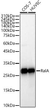 Western Blot: RalA Antibody (3G8D7) [NBP3-33445] - Western blot analysis of various lysates, using RalA Rabbit mAb at 1:1000 dilution.Secondary antibody: HRP-conjugated Goat anti-Rabbit IgG (H+L) at 1:10000 dilution.Lysates/proteins: 25ug per lane.Blocking buffer: 3% nonfat dry milk in TBST.Detection: ECL Basic Kit.Exposure time: 1s.
