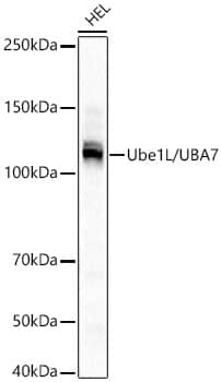 Western Blot: ISG15 Activating Enzyme/UBE1L Antibody (6V3Y5) [NBP3-33446] - Western blot analysis of lysates from HEL cells, using ISG15 Activating Enzyme/UBE1L Rabbit mAb at 1:500 dilution.Secondary antibody: HRP-conjugated Goat anti-Rabbit IgG (H+L) at 1:10000 dilution.Lysates/proteins: 25ug per lane.Blocking buffer: 3% nonfat dry milk in TBST.Detection: ECL Basic Kit.Exposure time: 1s.