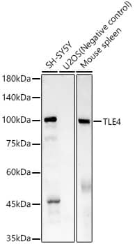 Western Blot: TLE4 Antibody (1D3V4) [NBP3-33448] - Western blot analysis of various lysates, using TLE4 Rabbit mAb at 1:1000 dilution.Secondary antibody: HRP-conjugated Goat anti-Rabbit IgG (H+L) at 1:10000 dilution.Lysates/proteins: 25ug per lane.Blocking buffer: 3% nonfat dry milk in TBST.Detection: ECL Basic Kit.Exposure time: 180s.