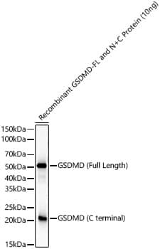 Western Blot: GSDMDC1 Antibody (8K8C6) [NBP3-33450] - Western blot analysis of recombinant GSDMD Protein using GSDMD (Full Length+C terminal) Rabbit mAb at 1:2000 dilution. Secondary antibody: HRP-conjugated Goat anti-Rabbit IgG (H+L) at 1:10000 dilution.Lysates/proteins: 10 ng per lane.Blocking buffer: 3% nonfat dry milk in TBST.Detection: ECL Basic Kit.Exposure time: 10s.WB samples for antibody validation are kindly provided by Dr. Feng Shao, NIBS