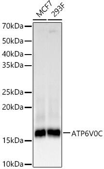 Western Blot ATP6V0C Antibody (3C7J3)