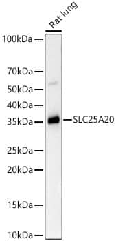 Western Blot: SLC25A20 Antibody (3J1L5) [NBP3-33453] - Western blot analysis of lysates from Rat lung, using SLC25A20 Rabbit mAb at 1:1000 dilution.Secondary antibody: HRP-conjugated Goat anti-Rabbit IgG (H+L) at 1:10000 dilution.Lysates/proteins: 25ug per lane.Blocking buffer: 3% nonfat dry milk in TBST.Detection: ECL Basic Kit.Exposure time: 180s.