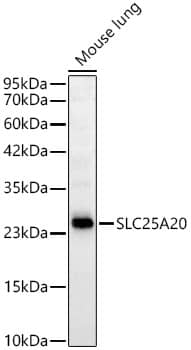 Western Blot: SLC25A20 Antibody (3J1L5) [NBP3-33453] - Western blot analysis of lysates from Mouse lung, using SLC25A20 Rabbit mAb at 1:1000 dilution.Secondary antibody: HRP-conjugated Goat anti-Rabbit IgG (H+L) at 1:10000 dilution.Lysates/proteins: 25ug per lane.Blocking buffer: 3% nonfat dry milk in TBST.Detection: ECL Basic Kit.Exposure time: 3s.