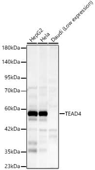 Western Blot: TEAD4 Antibody (8R0N1) [NBP3-33455] - Western blot analysis of various lysates, using TEAD4 Rabbit mAb at 1:1000 dilution.Secondary antibody: HRP-conjugated Goat anti-Rabbit IgG (H+L) at 1:10000 dilution.Lysates/proteins: 25ug per lane.Blocking buffer: 3% nonfat dry milk in TBST.Detection: ECL Basic Kit.Exposure time: 60s.