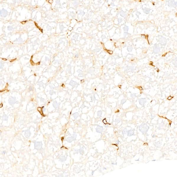 Immunohistochemistry: F4/80 Antibody (4J7L6) [NBP3-33457] - Immunohistochemistry analysis of paraffin-embedded Mouse spleen using F4/80 Rabbit mAb at dilution of 1:200 (40x lens). High pressure antigen retrieval performed with 0.01M Citrate Bufferr (pH 6.0) prior to IHC staining.