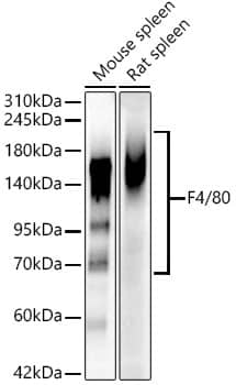 Immunohistochemistry: F4/80 Antibody (4J7L6) [NBP3-33457] - Immunohistochemistry analysis of paraffin-embedded Mouse colon using F4/80 Rabbit mAb at dilution of 1:200 (40x lens). High pressure antigen retrieval performed with 0.01M Citrate Bufferr (pH 6.0) prior to IHC staining.