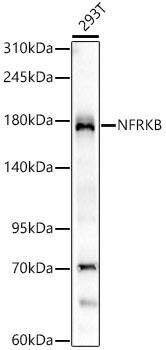 Western Blot: NFRKB Antibody (4N8H3) [NBP3-33460] - Western blot analysis of lysates from 293T cells, using NFRKB Rabbit mAb at 1:1000 dilution.Secondary antibody: HRP-conjugated Goat anti-Rabbit IgG (H+L) at 1:10000 dilution.Lysates/proteins: 25ug  per lane.Blocking buffer: 3% nonfat dry milk in TBST.Detection: ECL Basic Kit.Exposure time: 20s.