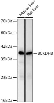 Western Blot: BCKDHB Antibody (5C7B3) [NBP3-33461] - Western blot analysis of various lysates, using BCKDHB Rabbit mAb at 1:2000 dilution.Secondary antibody: HRP-conjugated Goat anti-Rabbit IgG (H+L) at 1:10000 dilution.Lysates/proteins: 25ug per lane.Blocking buffer: 3% nonfat dry milk in TBST.Detection: ECL Basic Kit.Exposure time: 0.5s.