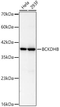 Western Blot BCKDHB Antibody (5C7B3)