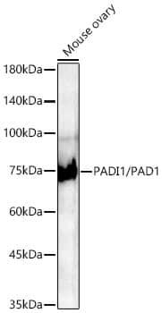 Western Blot PADI1 Antibody (8M9P3)