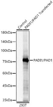 Western Blot PADI1 Antibody (8M9P3)