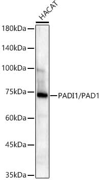 Western Blot: PADI1 Antibody (8M9P3) [NBP3-33463] - Western blot analysis of lysates from HaCaT cells using PADI1 Rabbit mAb at 1:1000 dilution.Secondary antibody: HRP-conjugated Goat anti-Rabbit IgG (H+L) at 1:10000 dilution.Lysates/proteins: 25ug per lane.Blocking buffer: 3% nonfat dry milk in TBST.Detection: ECL Basic Kit.Exposure time: 60s.