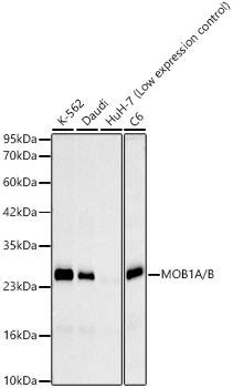 Western Blot MOBKL1B Antibody (5B8X6)