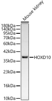 Western Blot: HOXD10 Antibody (5H5S6) [NBP3-33466] - Western blot analysis of lysates from Mouse kidney, using HOXD10 Rabbit mAb at 1:1000 dilution.Secondary antibody: HRP-conjugated Goat anti-Rabbit IgG (H+L) at 1:10000 dilution.Lysates/proteins: 25ug per lane.Blocking buffer: 3% nonfat dry milk in TBST.Detection: ECL Basic Kit.Exposure time: 10s.