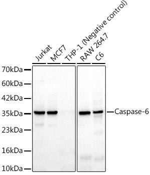 Western Blot: Caspase-6 Antibody (6F6J5) [NBP3-33470] - Western blot analysis of various lysates, using Caspase-6 Rabbit mAb at 1:1000 dilution.Secondary antibody: HRP-conjugated Goat anti-Rabbit IgG (H+L) at 1:10000 dilutionLysates/proteins: 25ug per lane.Blocking buffer: 3% nonfat dry milk in TBST.Detection: ECL Basic Kit.Exposure time: 20s.