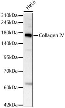 Western Blot: Collagen IV Antibody (3V3N3) [NBP3-33471] - Western blot analysis of lysates from HeLa cells, using Collagen IV Rabbit mAb at 1:1000 dilution.Secondary antibody: HRP-conjugated Goat anti-Rabbit IgG (H+L) at 1:10000 dilution.Lysates/proteins: 25ug per lane.Blocking buffer: 3% nonfat dry milk in TBST.Detection: ECL Basic Kit.Exposure time: 5s.