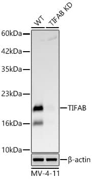 <b>Genetic Strategies Validation. </b>Western Blot: TIFAB Antibody (1R6B8) [NBP3-33473] - Western Blot analysis of lysates from wild type (WT) and TIFAB knockdown (KD)  MV-4-11 cells using [KD Validated] TIFAB Rabbit mAb at 1:2000 dilution incubated overnight at 4C.Secondary antibody: HRP-conjugated Goat anti-Rabbit IgG (H+L) at 1:10000 dilution.Lysates/proteins: 25 ug per lane.Blocking buffer: 3% nonfat dry milk in TBST.Detection: ECL Basic Kit.Exposure time: 30s.WB samples for antibody validation are kindly provided by Dr. Feng Shao, NIBS