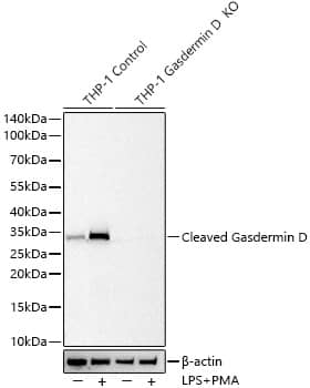 <b>Genetic Strategies Validation. </b>Western Blot: GSDMDC1 Antibody (3G1A6) - Cleaved, N-terminal [NBP3-33474] - Western Blot analysis of lysates from wild type (WT) and Cleaved Gasdermin D  knockout (KO) THP-1 cells using [KO Validated] GSDMDC1 Rabbit mAb at 1:72000  dilution incubated at room temperature for 1.5 hours. THP-1 cells and Gasdermin D knockout (KO) THP-1 cells were treated by PMA/TPA (80 nM) at 37C for overnight and LPS (1 ug/ml) at 37C for 6 hours.Secondary antibody: HRP-conjugated Goat anti-Rabbit IgG (H+L) at 1:10000 dilution.Lysates/proteins: 30 ug per lane.Blocking buffer: 3% nonfat dry milk in TBST.Detection: ECL Basic Kit.Exposure time: 20s.