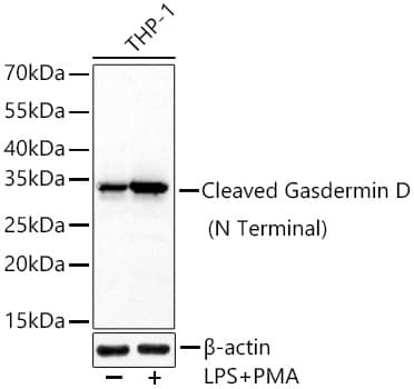 Western Blot: GSDMDC1 Antibody (3G1A6) - Cleaved, N-terminal [NBP3-33474] - Western Blot analysis of lysates from THP-1 cells using [KO Validated] GSDMDC1 Rabbit mAb at 1:72000 dilution incubated overnight at 4C. THP-1 cells were treated by PMA/TPA (80 nM) at 37C for overnight and LPS (1 ug/ml) at 37C for 6 hours.  Secondary antibody: HRP-conjugated Goat anti-Rabbit IgG (H+L) at 1:10000 dilution.Lysates/proteins: 30 ug per lane. Blocking buffer: 3 % nonfat dry milk in TBST. Detection: ECL Basic Kit. Exposure time: 45s.