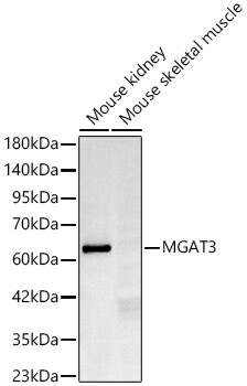 Western Blot: N-Acetylglucosaminyltransferase III/MGAT3 Antibody (4R7E2) [NBP3-33478] - Western blot analysis of various lysates using N-Acetylglucosaminyltransferase III/MGAT3 Rabbit mAb at 1:1000 dilution.Secondary antibody: HRP-conjugated Goat anti-Rabbit IgG (H+L) at 1:10000 dilution.Lysates/proteins: 25ug per lane.Blocking buffer: 3% nonfat dry milk in TBST.Detection: ECL Basic Kit.Negative control (NC): mouse skeletal muscle.Exposure time: 45s.