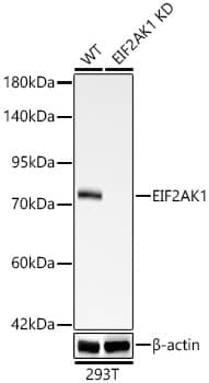 Western Blot: EIF2AK1 Antibody (1G4Z2) [NBP3-33479] - Western Blot analysis of lysates from wild type(WT) and EIF2AK1 knockdown (KD) 293T cells, using  [KD Validated] EIF2AK1 Rabbit mAb at 1:2000 dilution.Secondary antibody: HRP-conjugated Goat anti-Rabbit IgG (H+L) at 1:10000 dilution.Lysates/proteins: 25ug per lane.Blocking buffer: 3% nonfat dry milk in TBST.Detection: ECL Basic Kit.Exposure time: 90s.