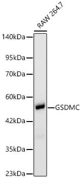 Western Blot: Gasdermin-C Antibody (4F7M4) [NBP3-33482] - Western Blot analysis of lysates from RAW 264.7 cells using Gasdermin-C Rabbit mAb at 1:1000 dilution.Secondary antibody: HRP-conjugated Goat anti-Rabbit IgG (H+L) at 1:10000 dilution.Lysates/proteins: 25 ug per lane.Blocking buffer: 3% nonfat dry milk in TBST.Detection: ECL Basic Kit.Exposure time: 45s.