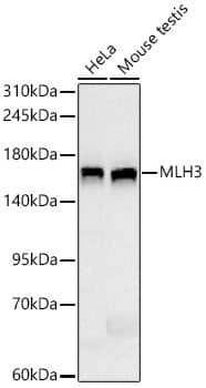 Western Blot: MLH3 Antibody (6H7J5) [NBP3-33483] - Western Blot analysis of various lysates using MLH3 Rabbit mAb at 1:1000 dilution. Secondary antibody: HRP-conjugated Goat anti-Rabbit IgG (H+L) at 1:10000 dilution. Lysates/proteins: 25 ug per lane. Blocking buffer: 3 % nonfat dry milk in TBST. Detection: ECL Basic Kit. Exposure time: 10s.